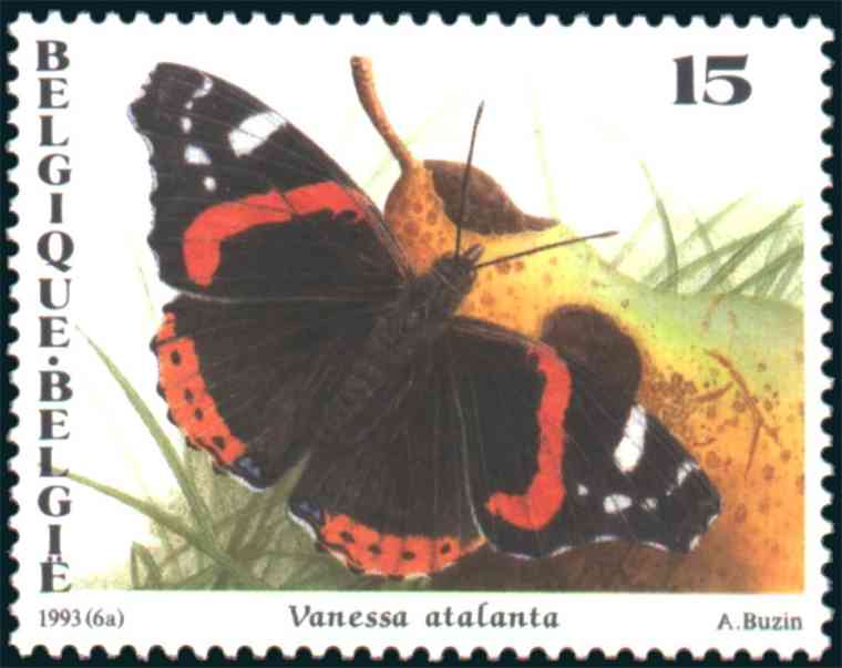 Vanessa atalanta