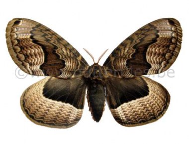 Brahmaeidae_4a4f618020bec