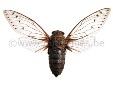 Cicada_4b2549d91bb35