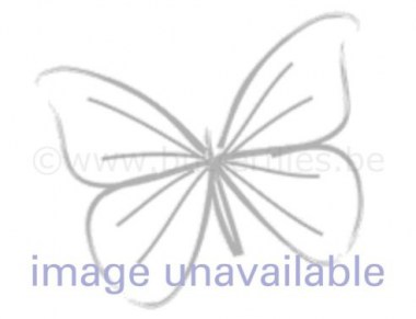 Fulgoridae_543180c91d37c