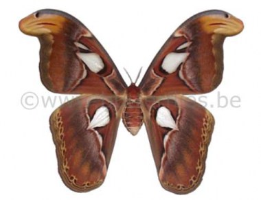 Saturnidae_4a4f49d08bd21