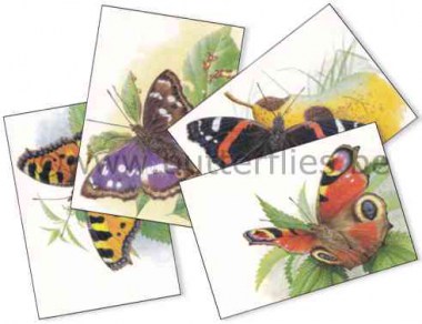 Butterflies_set__527f0668b50ad