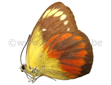 Delias_caeneus_c_501e516029f2c