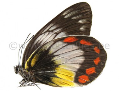 Delias_mitisi_ba_501e554ef245d
